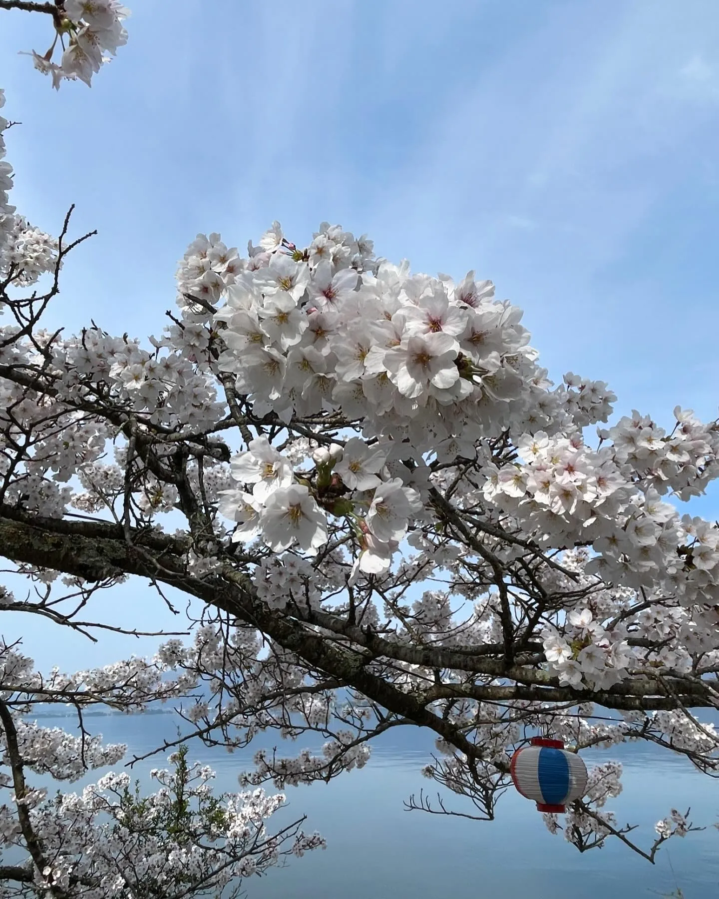 今日は久しぶりのお休みを頂き奥琵琶湖海津大崎の桜並木通りに家...