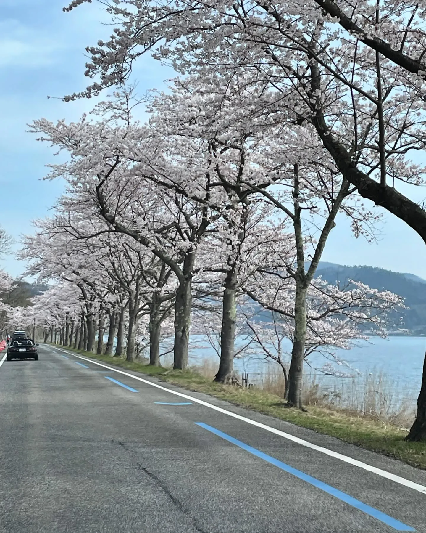 今日は久しぶりのお休みを頂き奥琵琶湖海津大崎の桜並木通りに家...