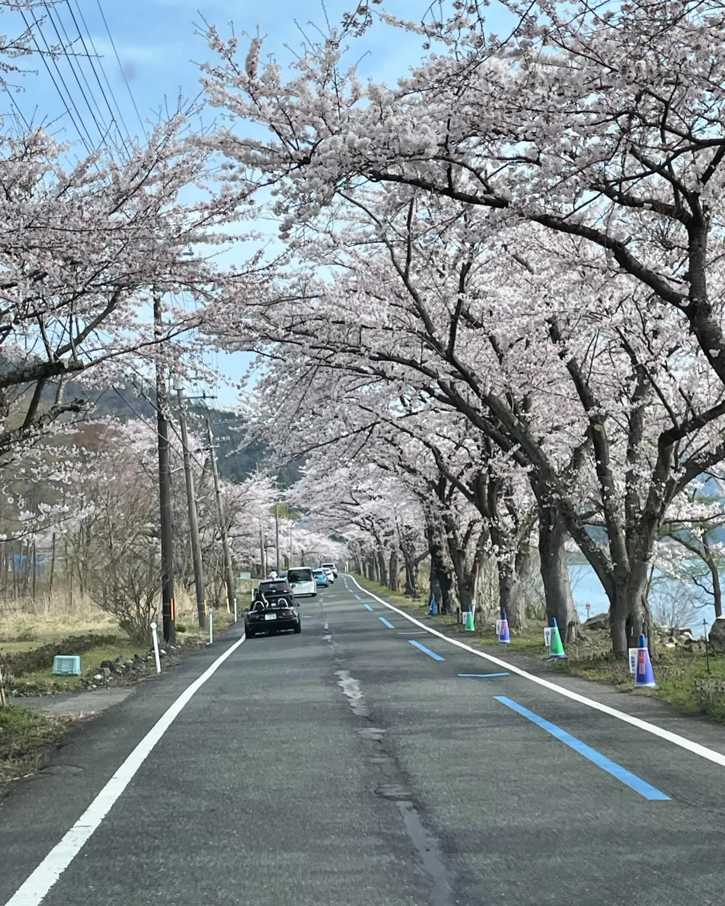 今日は久しぶりのお休みを頂き奥琵琶湖海津大崎の桜並木通りに家...