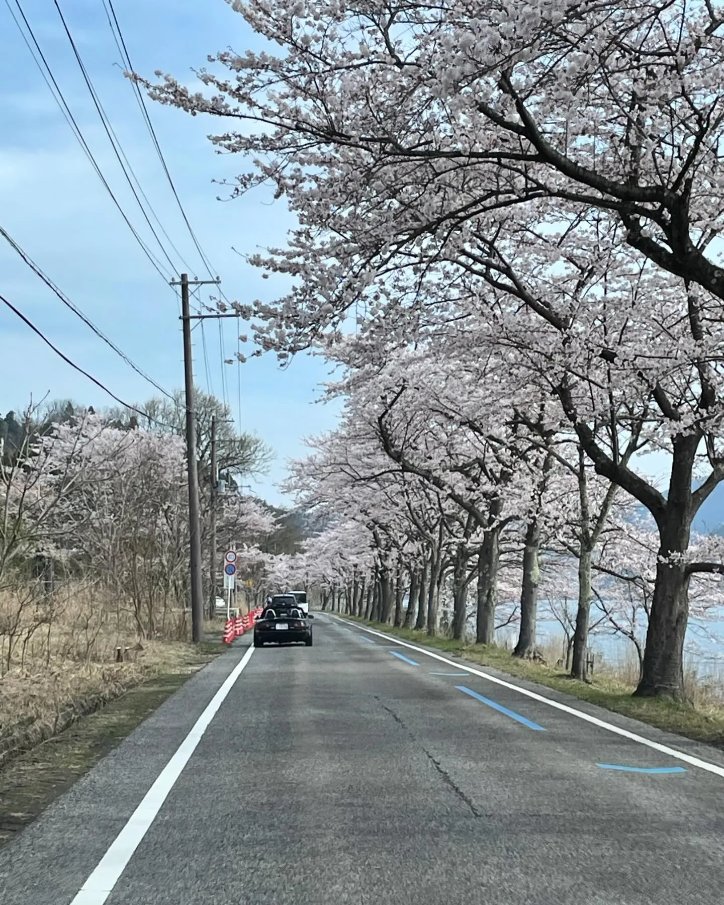 今日は久しぶりのお休みを頂き奥琵琶湖海津大崎の桜並木通りに家...