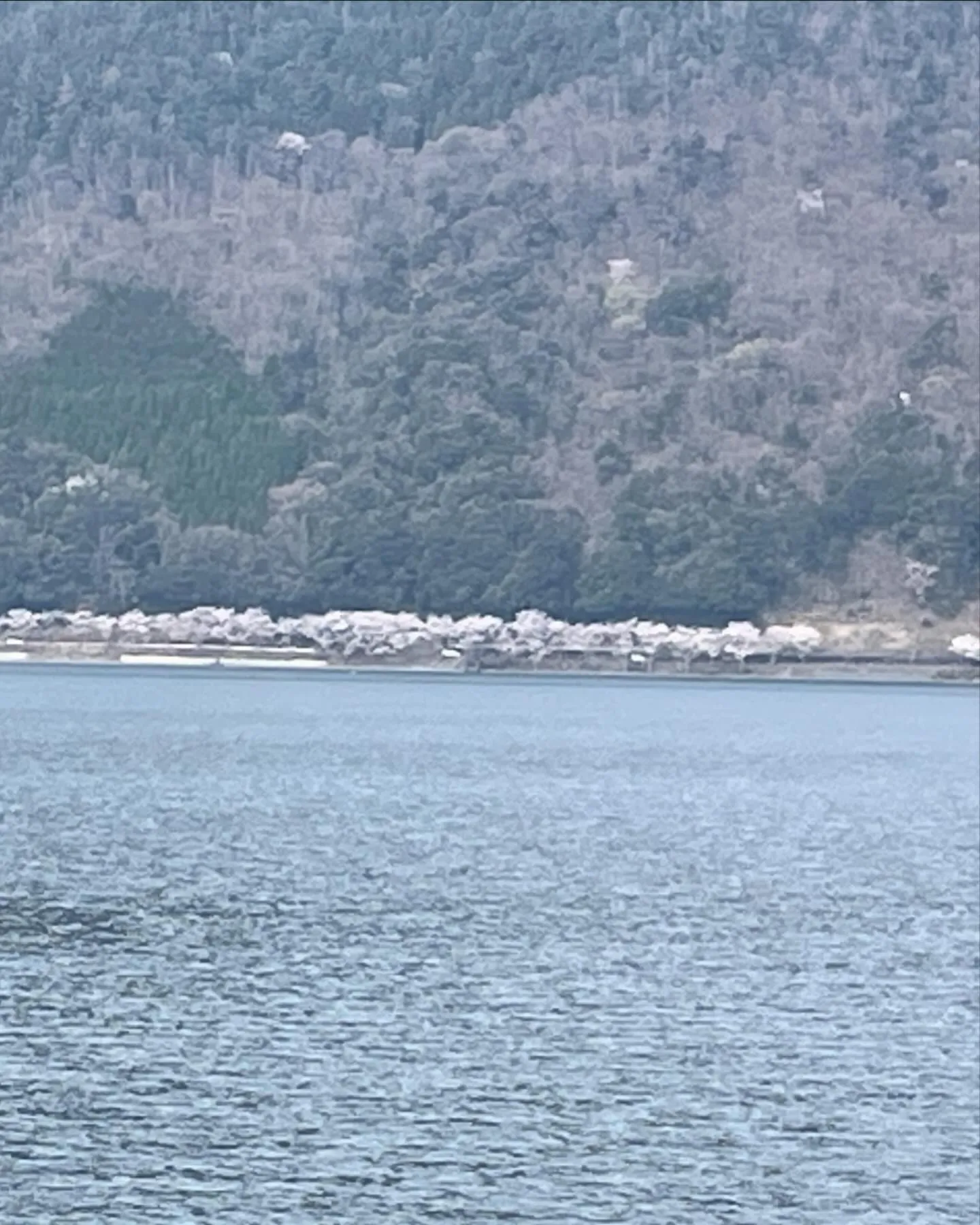 今日は久しぶりのお休みを頂き奥琵琶湖海津大崎の桜並木通りに家...