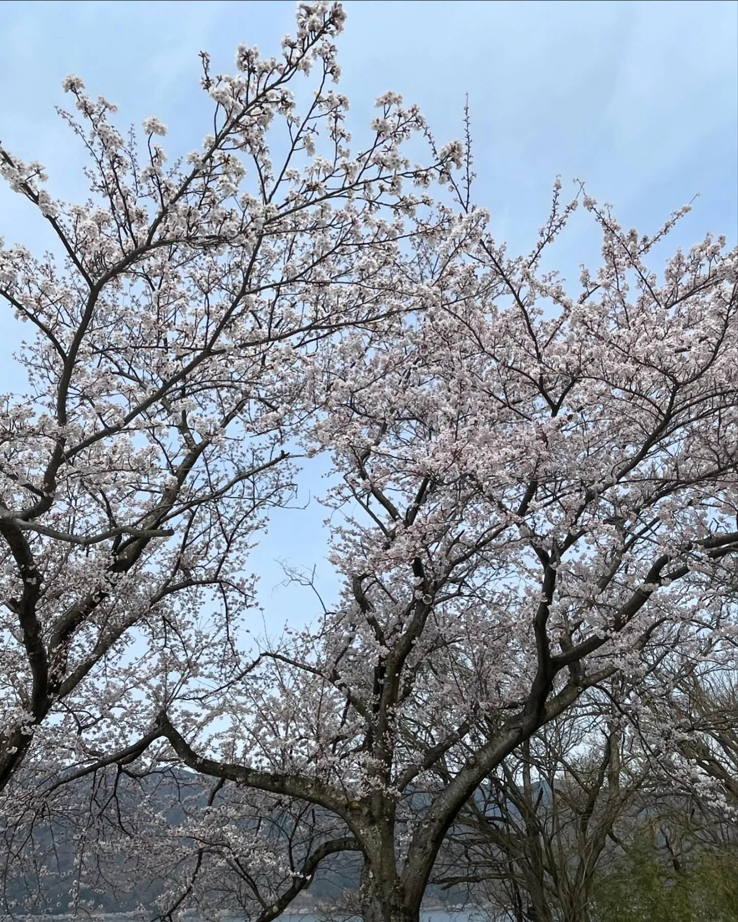 今日は久しぶりのお休みを頂き奥琵琶湖海津大崎の桜並木通りに家...