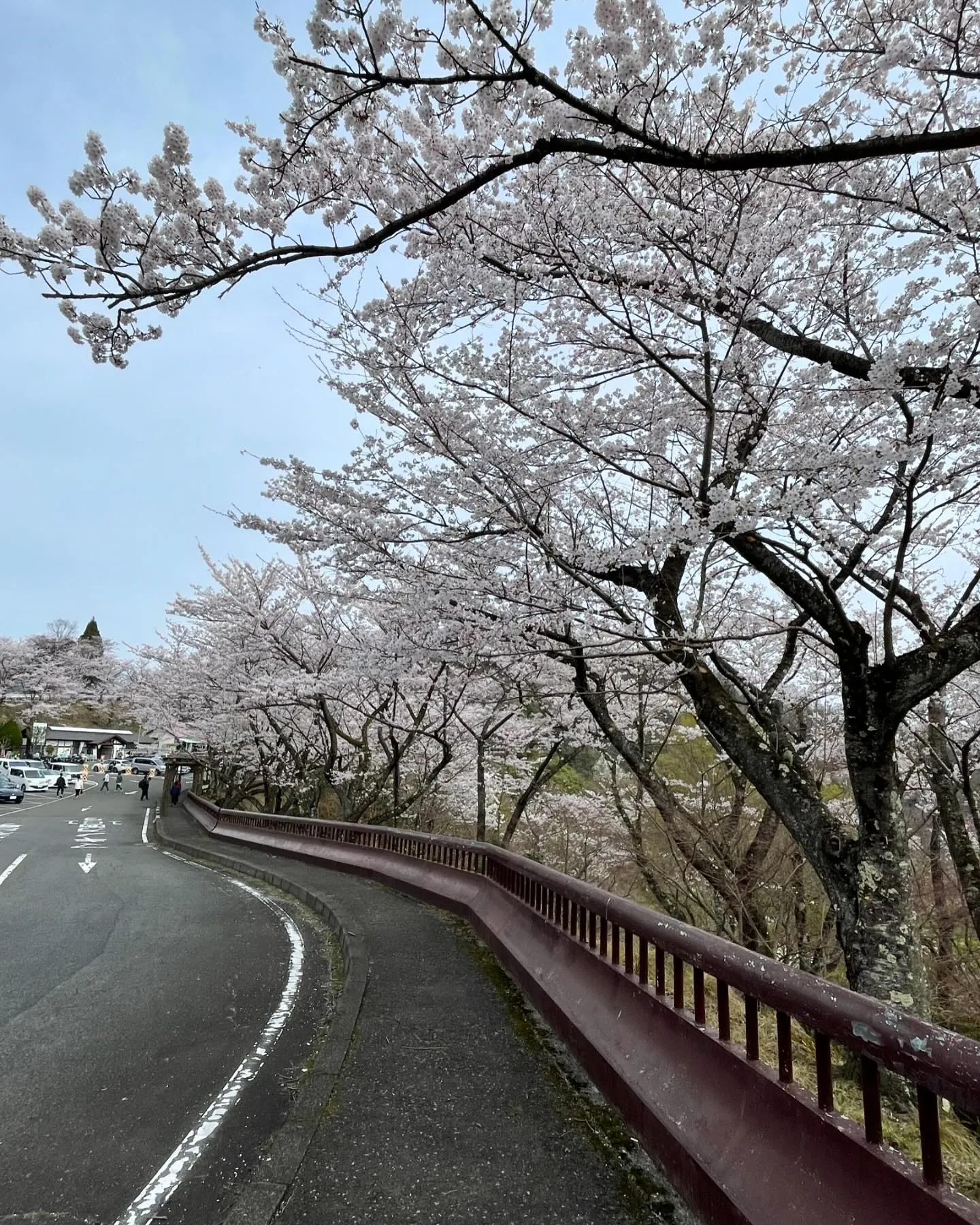 今日は久しぶりのお休みを頂き奥琵琶湖海津大崎の桜並木通りに家...